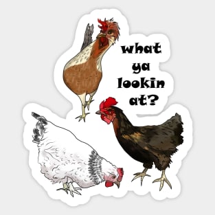 The Hens Want to Know What You're Looking At Sticker